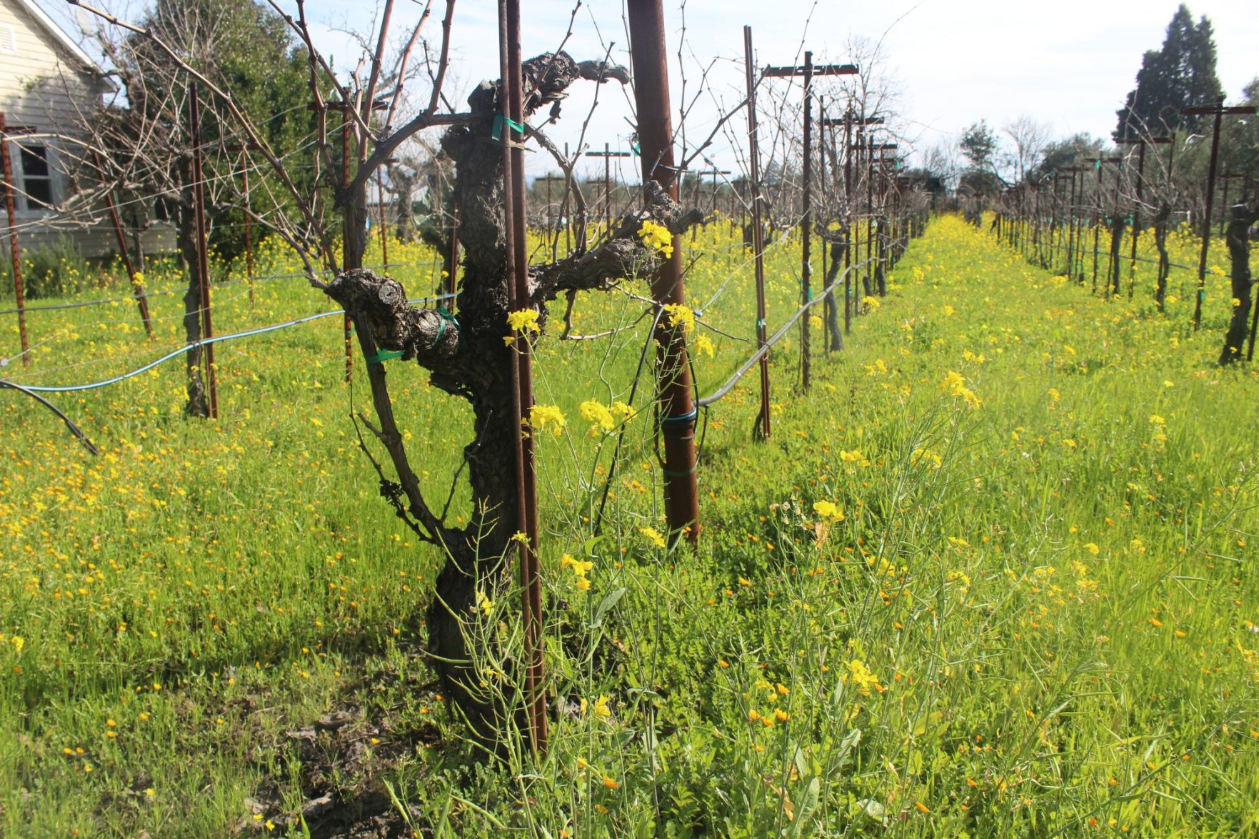 Lives of the Vines